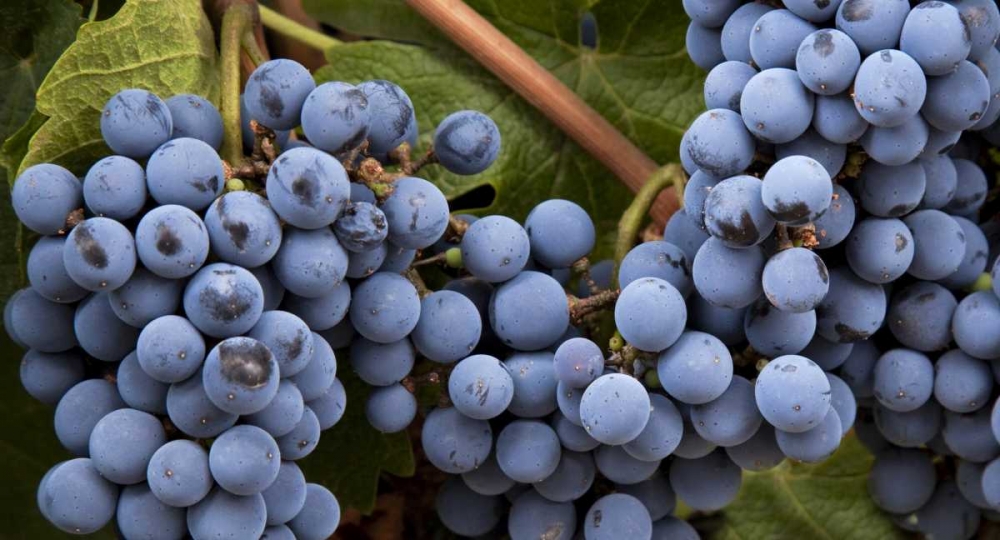 Argentina, Mendoza Purple grapes on the vine